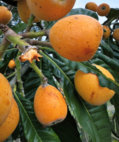 A nossa alimentação